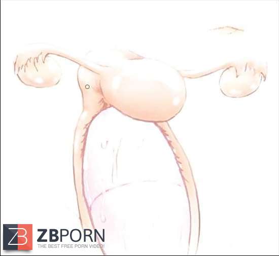 Sexual Anatomy Zb Porn